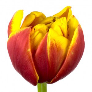 Тюльпан ду силеста (tulp du cilesta)