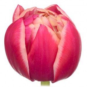 Тюльпан ду колумбус (tulp du columbus)