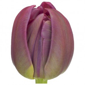 Тюльпан ду маргарита (tulp du margarita)