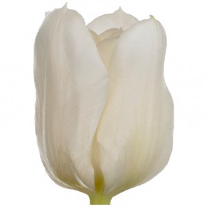 Тюльпан ду мондиал (tulp du mondial)