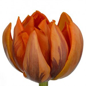 Тюльпан ду оранж принцесс (tulp du orange princess)