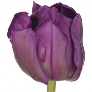 Тюльпан ду пурпл пиони (tulp du purple piony)