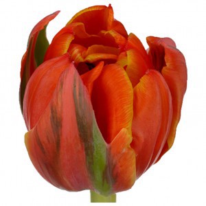 Тюльпан ду квинсдей (tulp du queensday)
