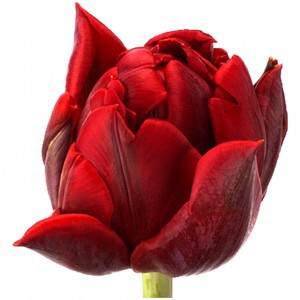 Тюльпан ду ред принцесс (tulp du red princess)